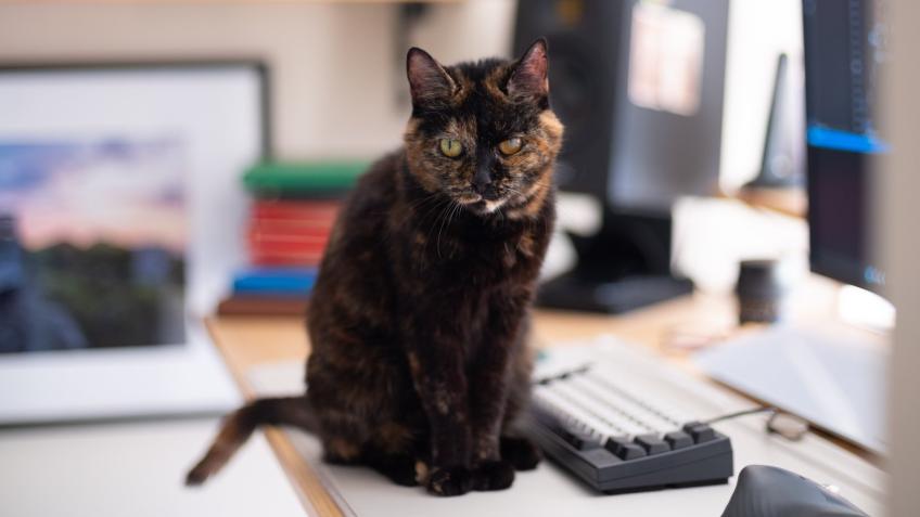 Vet Fees for Dora