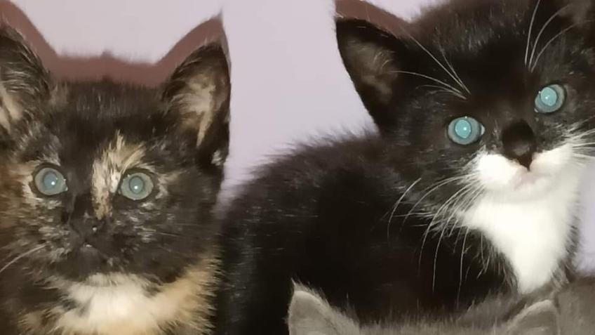 Help abandoned kittens and mum to find a new home