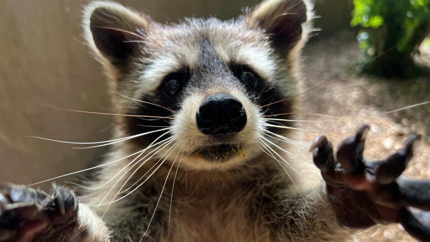 Help Combe Martin Wildlife & Dinosaur Park