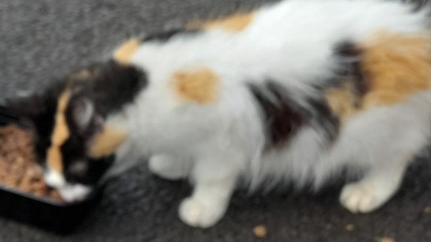 Help create an animal sanctuary for cats and other
