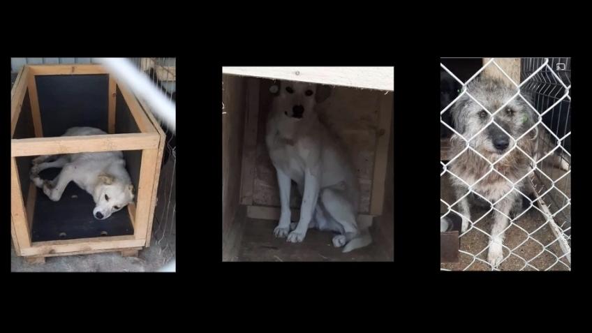 Extra Days For Lancram Dogs