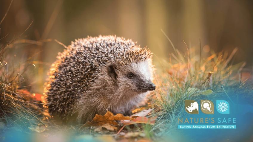 Saving our Hedgehogs