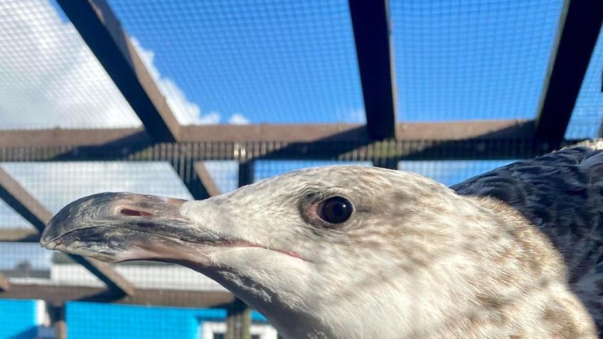 Prison Marathon for Mousehole Wild Bird Hospital