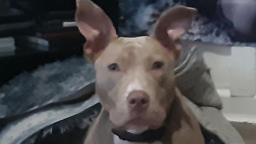 Help for Harley's Surgery