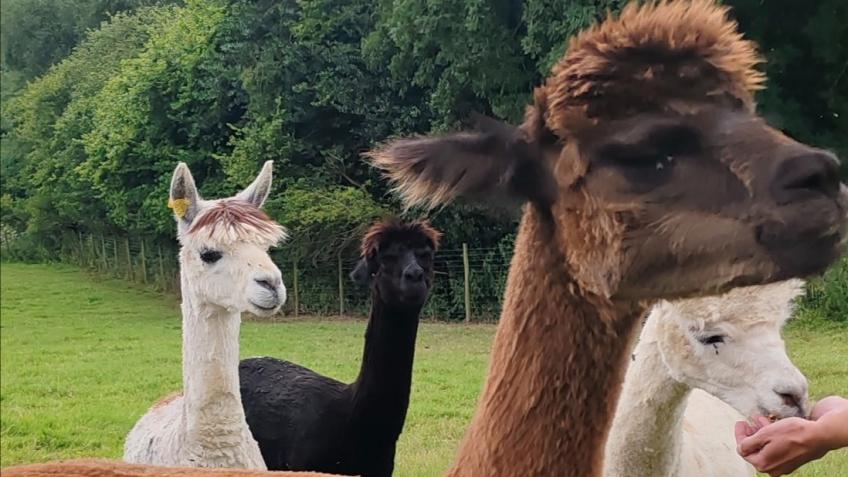 Little Gate Alpacas Crowdfunder