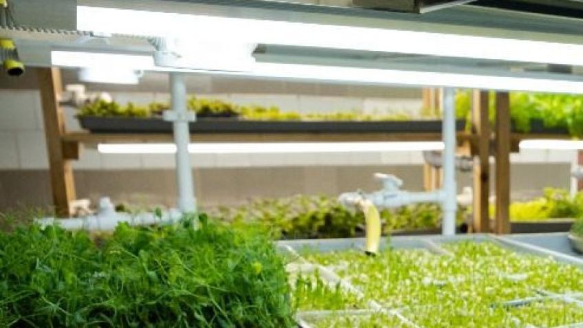 Help Celtic Leaf Grow and Nourish Our Community