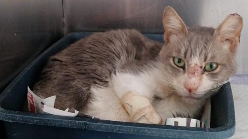Freedom Flight & Life-Saving Vet Treatment for Cat