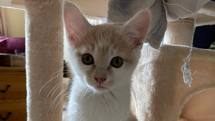 Rasing funds for our kittens operation