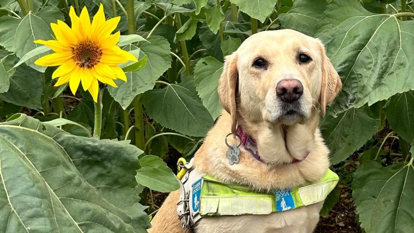 Christmas Concert for Guide Dogs
