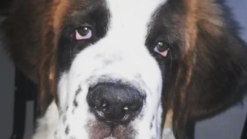 Raise funds for my rescue, Ted