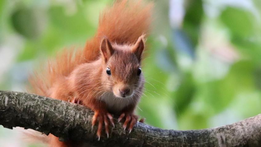 Save our Red Squirrels!