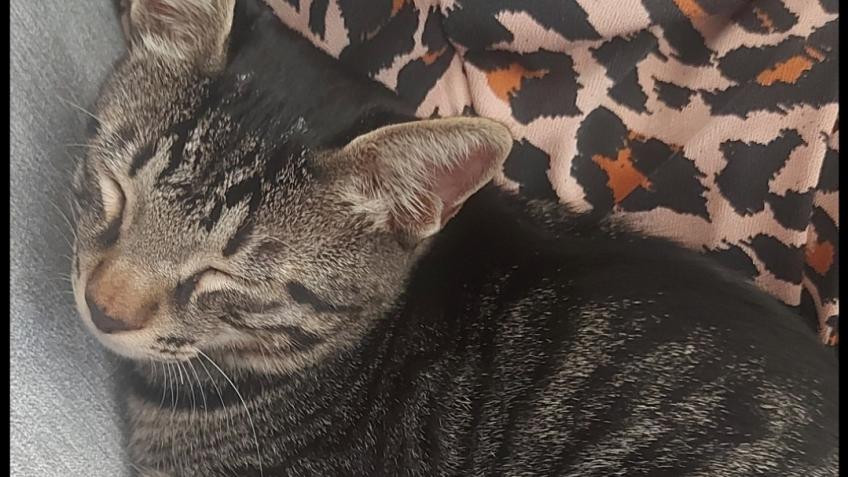Help get Ollie home to the UK