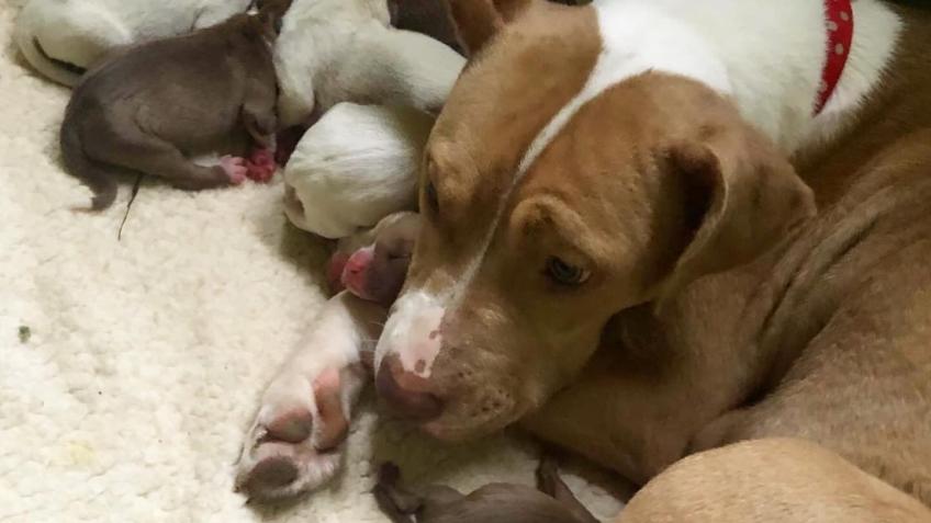 Help4Hounds Rescue Fund - Help Save Dogs in Need!