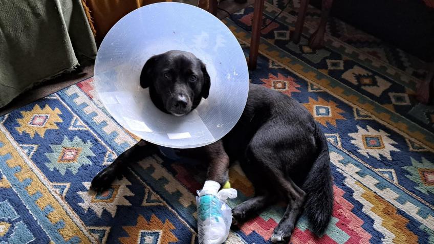 Pan's very expensive trip to the vets...