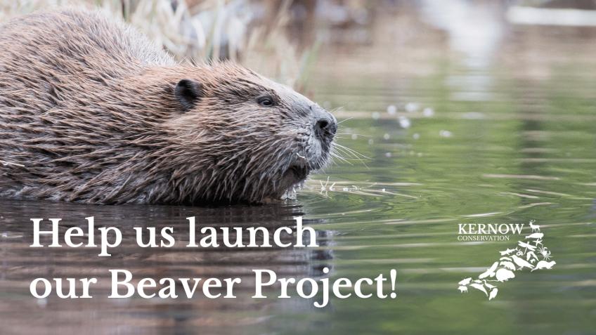 Kernow Conservation Beaver Project