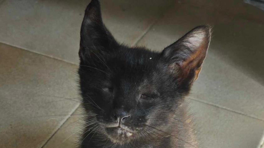 Help get Feira home, our blind kitten