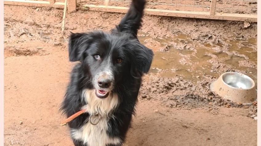 Bring Enzo safely to the UK from Turkey