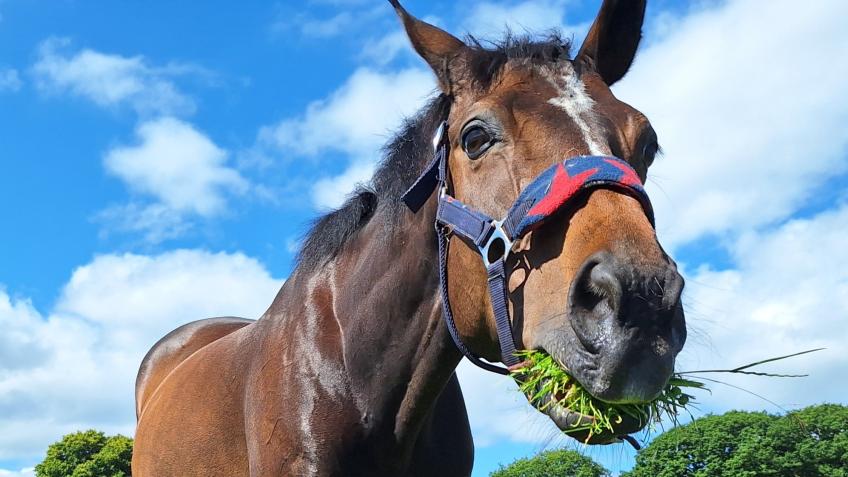 Help Little Echo to live without a pain again.