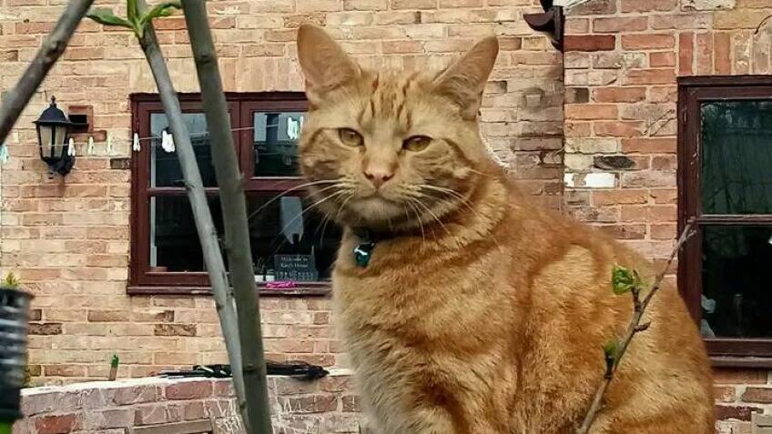 Raising funds for urgent Vet Care ECG/HEART SCAN