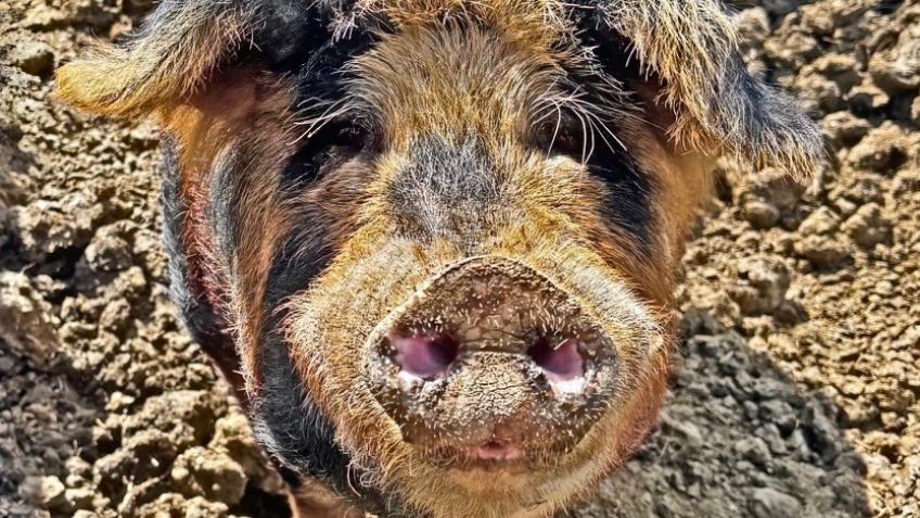 Drainage project for Sanron Animal Rescue Farm