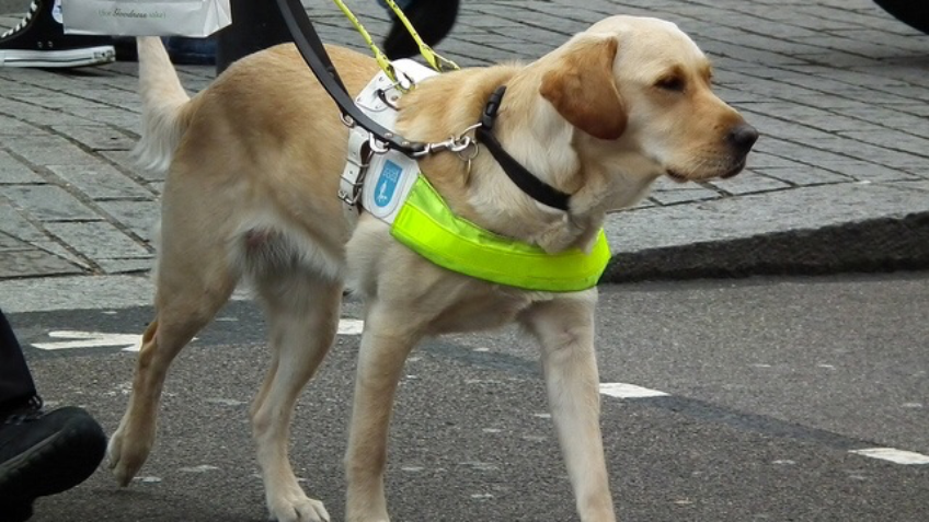Funding a seizure response dog for Hayleigh!