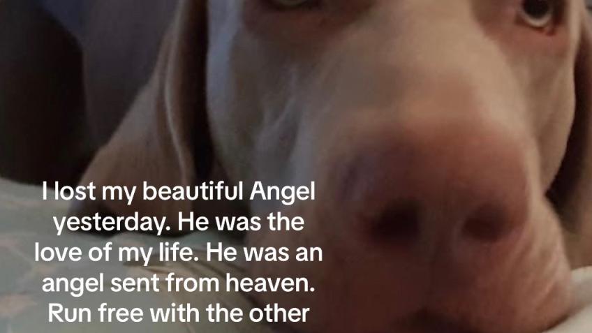 Keeping the memory  of my dog alive by helping