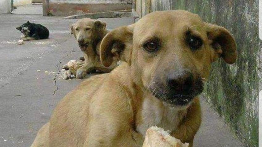 PROVIDE COMFORT FOR SHELTER DOGS