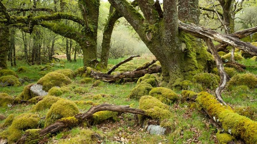Win a trip to the Scottish rainforest