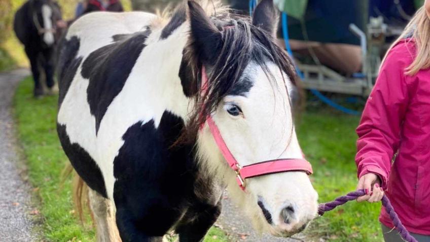 Urgent Surgery Needed to save her life.