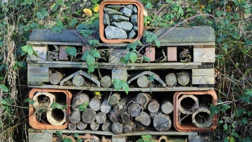 Beetle Loggery and Insect Hotel Display