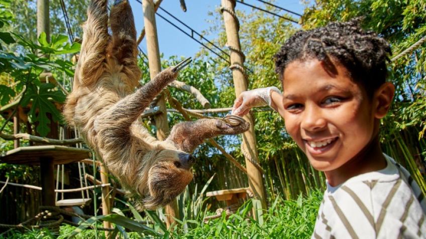 Win a Sloth Experience and Help Save Wild Sloths!