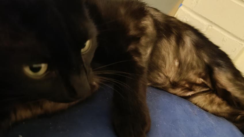 My poor kitty needs to see specialist for skin con
