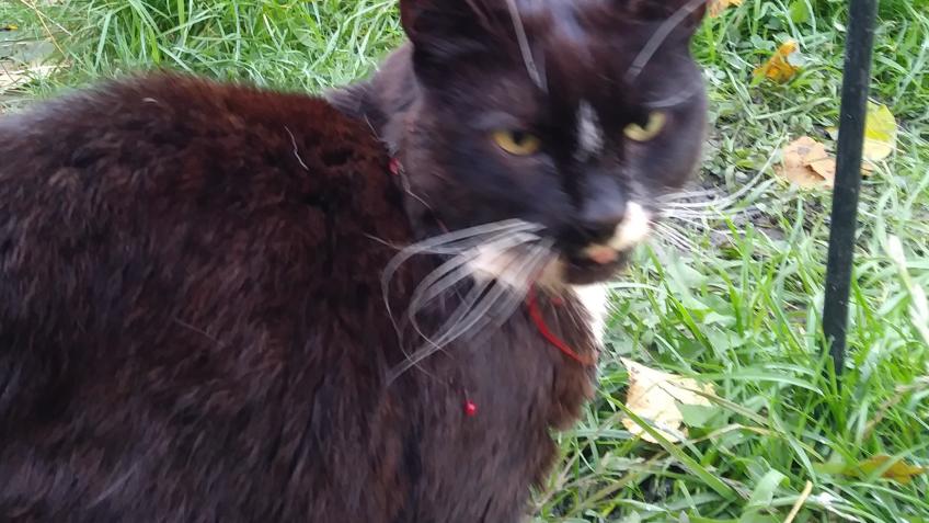 A Cat in need of help