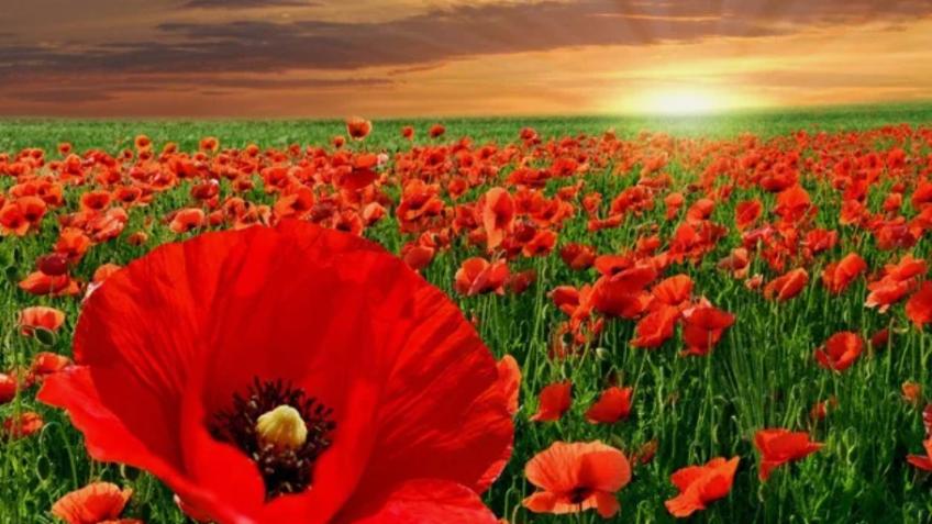 Donations from found Poppy and Soldier Keyrings