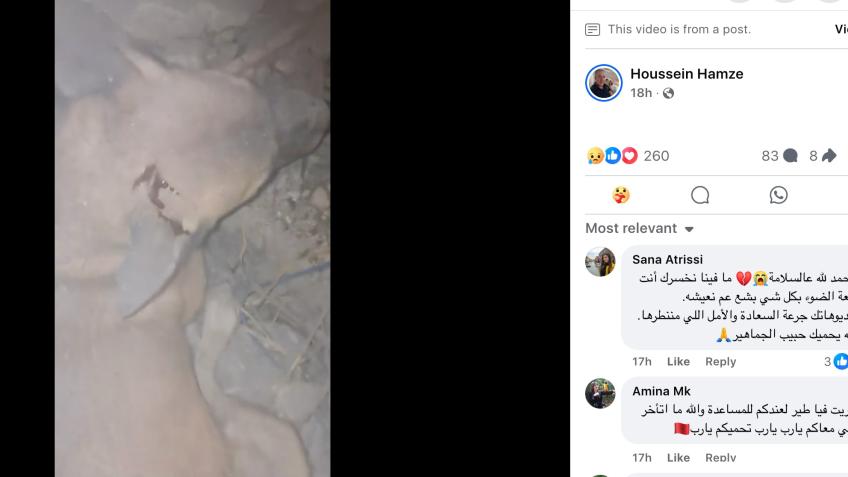 Feeding stray dogs and cats in war zone