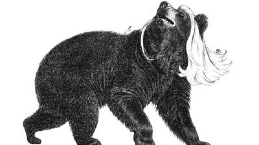 DarkBear reopening