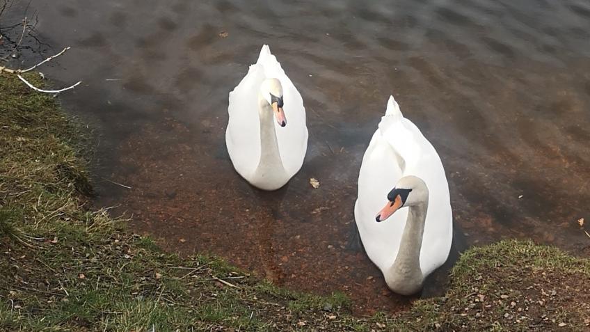 WN3 Angling and conservation CIC