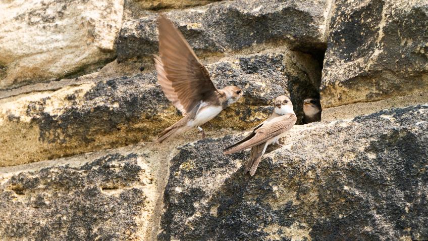 Ouseburn's Urban Sand Martin Colony