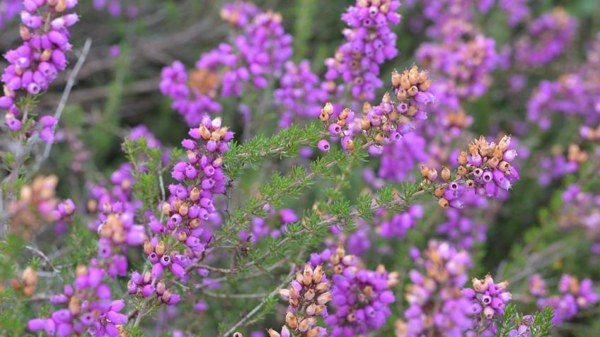 Wild Walsall Heathlands