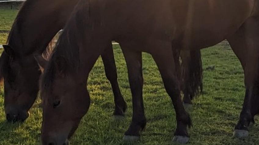 Winter pony care & feed help