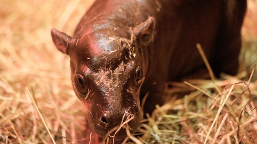 Win a baby pygmy hippo experience!