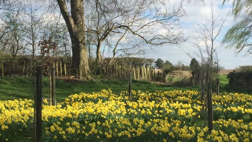 Replacement Trees for Baysgarth Park
