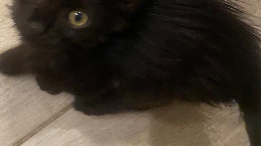 This lil kitten found us on holiday. He is injured