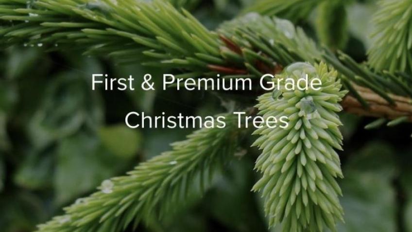 Brindishe Manor PSFA Christmas Trees & Wreaths '24