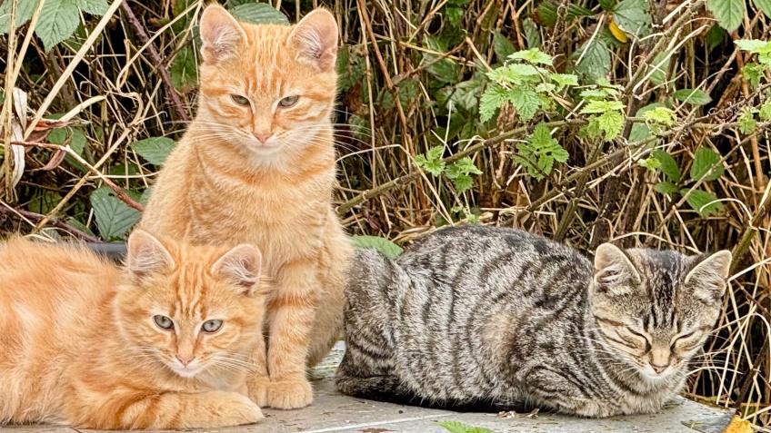 Please support us with our vets bills