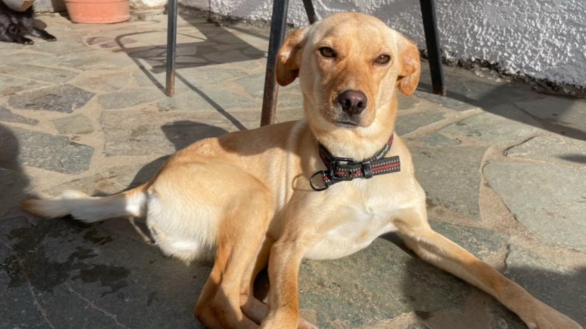 Lulu's Foster Fund