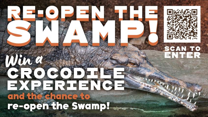 Win an exclusive crocodile feeding experience