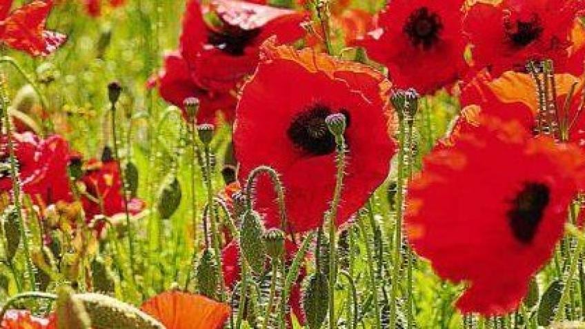 Lamp Post Poppies 2025