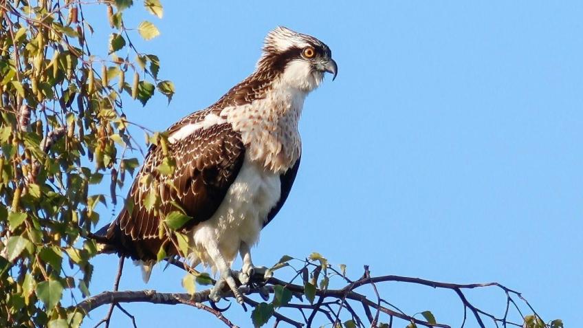 Milton Country Park Osprey Project