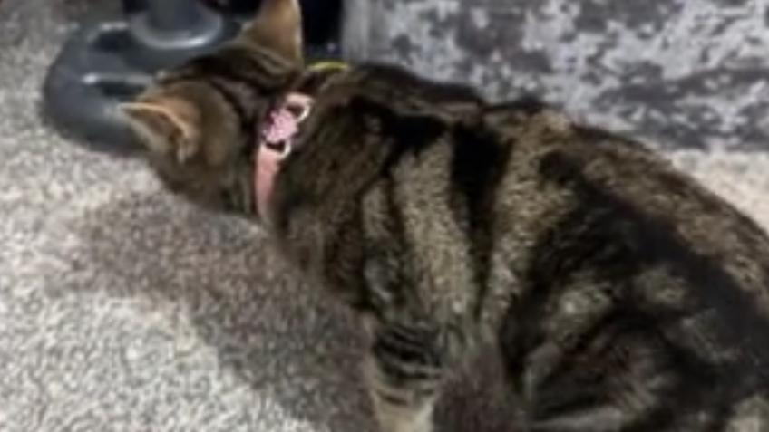 Help for Vet surgery